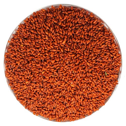 Halim Seeds |  Saliya Seeds | Aaliv Seed | Haleem Seeds